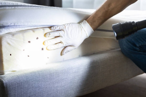 Reliable Pixley, CA Pest Control Solutions